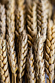 Full frame of closeup of wheat ears bouquet
