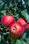 Reife rote Äpfel in einem Obstgarten, bereit zum Ernten, vor unscharfem Hintergrund