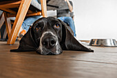 Purebred black dog with muzzle on floor looking at camera while relaxing on wooden floor at pet friendly restaurant near anonymous persons sitting on chairs in daylight