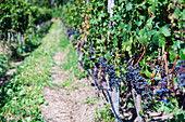 Row of bushes with green leaves on grape plantation against hill in autumn time on Saperavi grape variety of Georgia