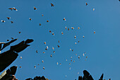 From below of flock of pigeons soaring in cloudless blue sky above tropical plants