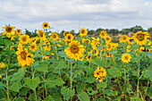 Leuchtend gelbe Sonnenblumen, die für essbare Samen als Ölquelle angebaut werden, wachsen auf einem Feld in einem Bauernhof