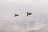 Seitenansicht von bezaubernden Wildenten, die bei Sonnenuntergang auf der Oberfläche des ruhigen Bodensees schwimmen