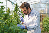 Focused male specialist wearing white robe and gloves checking hemp plants with magnifier while working in greenhouse in pharmaceutical laboratory