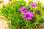 Hoher Winkel der aromatischen Dimorphotheca-Veilchenblüten, die an einem sonnigen Tag im Sommergarten blühen