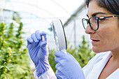 Woman scientist wearing protective gloves checking while herbal medical pill with magnifier in greenhouse in pharmaceutical laboratory