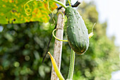 Low angle of ripe green cucumber growing near wooden stick in summer garden in countryside