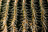 Abstrakter Hintergrund eines wachsenden grünen Kaktus, der mit gleichmäßigen Reihen von scharfen Stacheln bedeckt ist