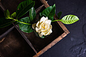 From above vintage vase with fresh white Gardenia flower and wooden box