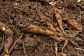 High angle of dirty roots on cassava plants growing on ground in farm on sunny day