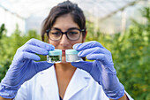 Young female specialist in white robe and latex gloves demonstrating glass bottles with cannabis drugs and plants while working in greenhouse in pharmaceutical laboratory