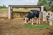 Side view of domesticated livestock cow pasturing in paddock with hay in agricultural village