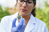 Woman specialist wearing white robe and gloves looking at and holding glass bottle with cannabis plant while checking quality in hothouse
