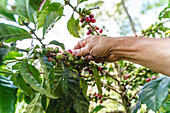 Anonymer Gärtner pflückt bei der Arbeit auf dem Lande reife rote Kaffeekirschen vom Baum