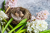 Osternest mit Eiern und Hyazinthenblüten auf Betonhintergrund