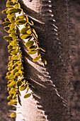 Closeup tall trunk of columnar cactus with spiral rows of thorns and green foliage