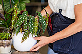 Crop anonymous female florist standing with polka dot begonia in flowerpot in floral store