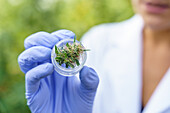 Crop anonymous female specialist wearing white robe and gloves standing near hemp bushes and holding glass bottle with cannabis plant while checking quality in hothouse