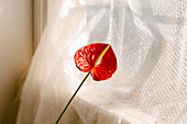 High angle of red anthurium flower growing at hone near window decorated with curtain