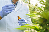 Side view of crop focused male specialist in uniform and gloves standing near hemp bushes in hothouse and holding bottle with cannabis extract while working in pharmaceutical laboratory
