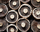 Full frame top view of fresh edible mushrooms as background representing concept of healthy food