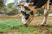 Side view of domesticated livestock cow pasturing in paddock with hay in agricultural village