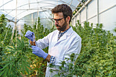 Side view of crop focused male specialist in uniform and gloves standing near hemp bushes in hothouse and holding bottle with cannabis extract while working in pharmaceutical laboratory