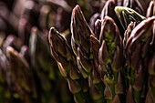 Raw unpeeled growing purple asparagus with green stems pressed tightly against each other