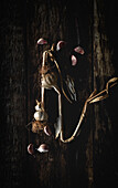 From above bouquet of fresh purple garlic cloves placed in dark wooden background