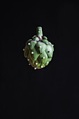 Fresh bud of green artichoke horticultural vegetable crop with small beads falling down against black background