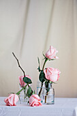 Rosa Rosen in Glasvasen auf dem Tisch vor neutralem Hintergrund