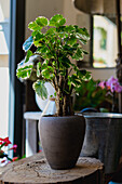 Lush Polyscias with green leaves growing in flowerpot placed on table in flower store