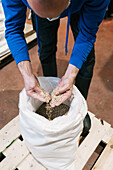 From above crop unrecognizable male worker demonstrating dry germinated cereal above bag on floor in brewery