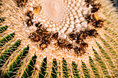 Closeup of round shaped Echinocactus with small spikes and rough surface in light