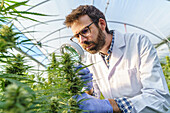 Focused male specialist wearing white robe and gloves checking hemp plants with magnifier while working in greenhouse in pharmaceutical laboratory