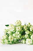 Bouquet of fresh aromatic Arabian jasmine flowers with gentle petals placed on white table in studio