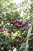 Helle, frische, reife Pflaumen auf grünen Zweigen im Sommergarten während der Erntezeit