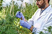 Side view of crop focused male specialist in uniform and gloves standing near hemp bushes in hothouse and holding bottle with cannabis extract while working in pharmaceutical laboratory