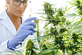 Crop female specialist wearing white robe and gloves standing with bottle of medical extract near green hemp bushes in greenhouse in pharmaceutical laboratory and checking quality