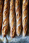 Top view of fresh baked loaves of crunchy baguette placed on table in bakery