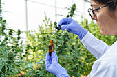 Side view of crop focused female specialist in uniform and gloves standing near hemp bushes in hothouse and holding bottle with cannabis extract while working in pharmaceutical laboratory