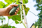 Crop faceless farmer picking green cucumber on field in summer in countryside