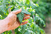 Gesichtsloser Bauer mit schmutzigen Händen in der Erde, die ein grünes Tomatenblatt in einem Obstgarten im Sommer berühren