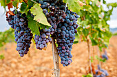 Bunches of fresh grapes growing on vine on blurred background of vineyard on sunny day