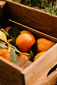 From above brown wooden crate with ripe juicy vivid oranges in composition with green leaves in garden