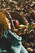 Weidenkorb mit reifem, frischem, buntem Gemüse und Obst in einer Komposition mit Kräutern und Haselnüssen, die auf dem Boden unter braunem, trockenem Laub neben einer warmen, blauen Decke im Herbstgarten stehen