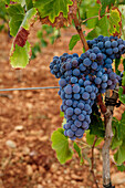 Frische Weintrauben an einer Rebe vor einem unscharfen Hintergrund eines Weinbergs an einem sonnigen Tag
