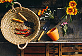 Top view of workplace with small garden shovel and orange flower pot placed next to wicker basket with tools and margarita flowers with soil