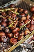 From above closeup of pile of fresh chestnuts on metal tray near dry leaves on soil in autumn forest