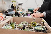 Side view of crop unrecognizable gardener taking care of various potted succulents placed on table and in cardboard box